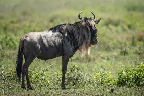 Blue wildebeest (Connochaetes taurinus) standing in grassland facing right, Serengeti National park; Tanzania photo