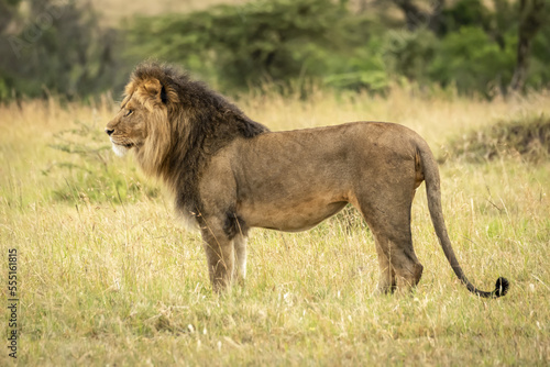 Male lion (Panthera leo) stands in grass in profile, Serengeti National Park; Tanzania photo