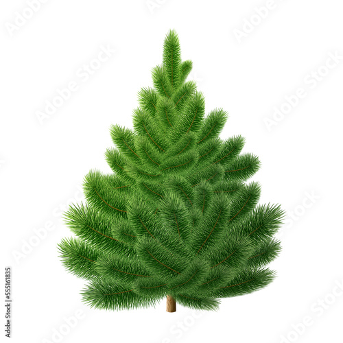 Green pine tree isolated on white background.
