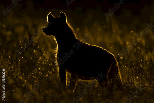 Rimlit spotted hyena (Crocuta crocuta) standing in long grass, Serengeti; Tanzania photo