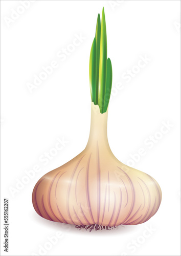 sprouted head of garlic