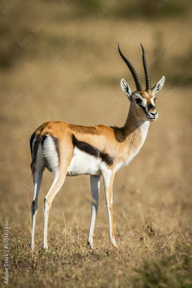 Thomson's gazelle (Eudorcas thomsonii) stands on grass turning head, Serengeti; Tanzania Thomson's gazelle (Eudorcas thomsonii) stands on grass turning head, Serengeti; Tanzania