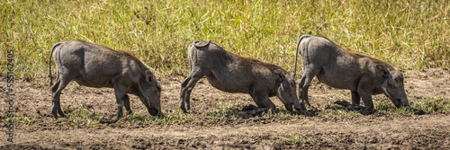 Three common warthog (Phacochoerus africanus) graze kneeling in line, Serengeti; Tanzania photo