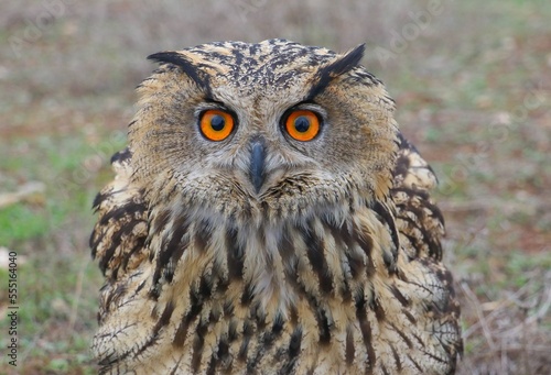 Eurasian Eagle-Owl (Bubo bubo) is Inhabits forests and steep cliffs. It lives in Asia, Europe and North Africa.it is the largest owl living in rocky areas in Turkey.