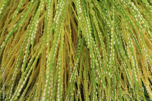 Close up areca nut flower stalks are yellow and green on Palm. Alias Areca catechu flower 