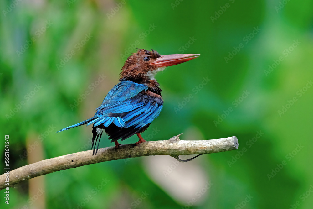 kingfisher on a branch