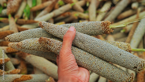 Hand holding Millet corns heap in green field. photo