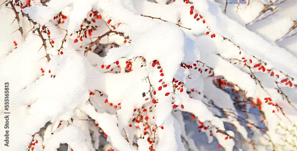 landscape in the forest, red berries on a snowy bush landscape in the forest, red berries on a snowy bush