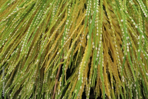 Close up areca nut flower stalks are yellow and green on Palm. Alias Areca catechu flower 