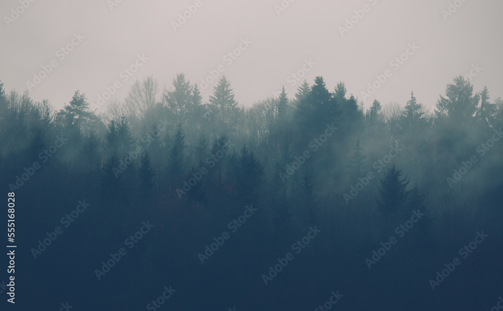 Forest mountain misty morning nature background