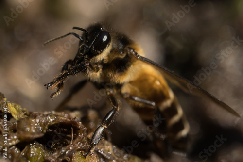 Flying honey bee collecting pollen at flower. Dangerous insect and poisonous animal in the nature.Beware bee insect bites.Natural wide life and poultry animal concept.