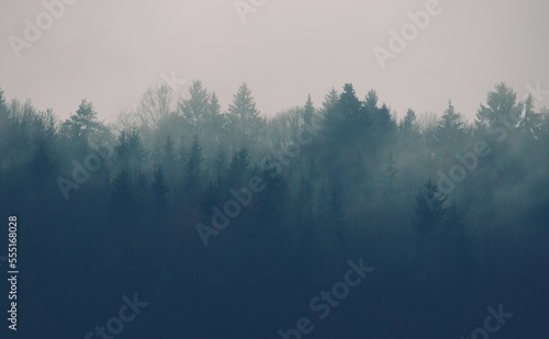 Forest mountain misty morning nature background