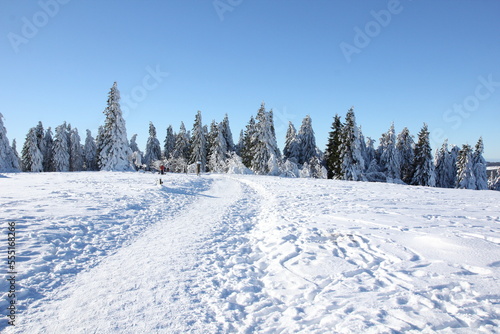 Tannenbäume im Schnee © Martin_P