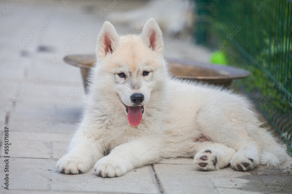 Beautiful siberian husky puppy in the park
