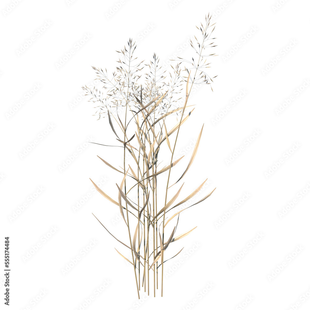 Front view of Plant ( Dry tall grass 2) Tree png 