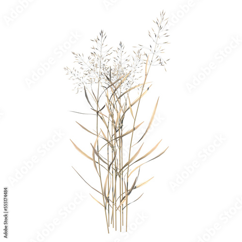 Front view of Plant ( Dry tall grass 2) Tree png 