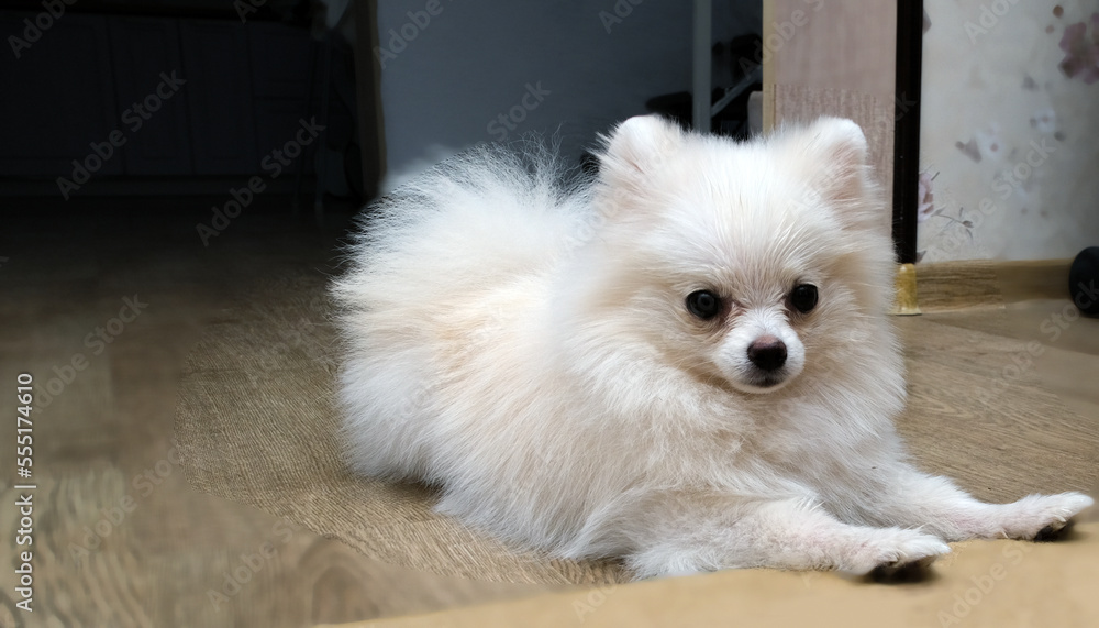 A white Pomeranian, posing, lying quietly and looking into the camera at home.Movement concept, pet dog, training, veterinarian, breed, purebred animal. A place to copy ads A white Pomeranian, posing, lying quietly and looking into the camera at home.Movement concept, pet dog, training, veterinarian, breed, purebred animal. A place to copy ads