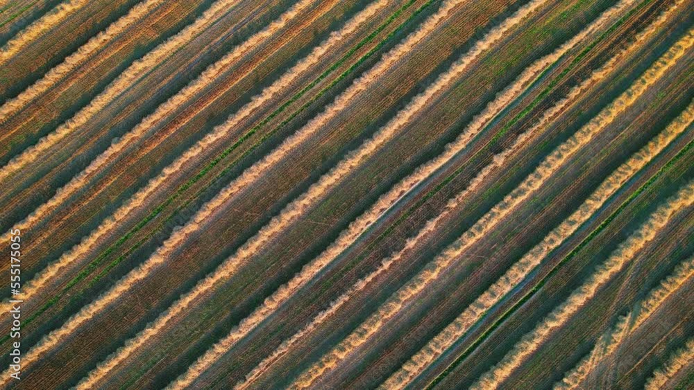 Aerial view: rows of agricultural soil after the harvest. Slow panorama over a mowed field after a crop has been harvested. High quality 4k footage Aerial view: rows of agricultural soil after the harvest. Slow panorama over a mowed field after a crop has been harvested. High quality 4k footage