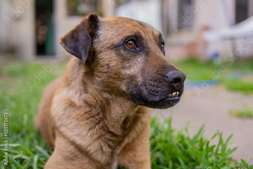 Retrato de perro marr  n mestizo