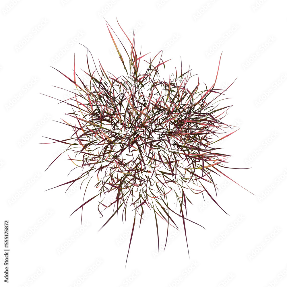 Naklejka premium Top view of Plant (Red Grass 2) Tree png