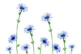 Floral background with chicory flowers. Horizontal frame with blue wildflowers for greeting cards design, textile decor