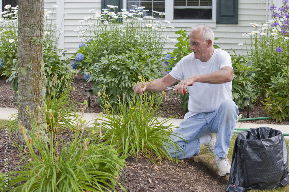 Senior man trimming seed pods from day lilies Senior man trimming seed pods from day lilies