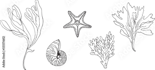 Set of vector objects marine, tropical, corals, starfish, shells, seaweed.