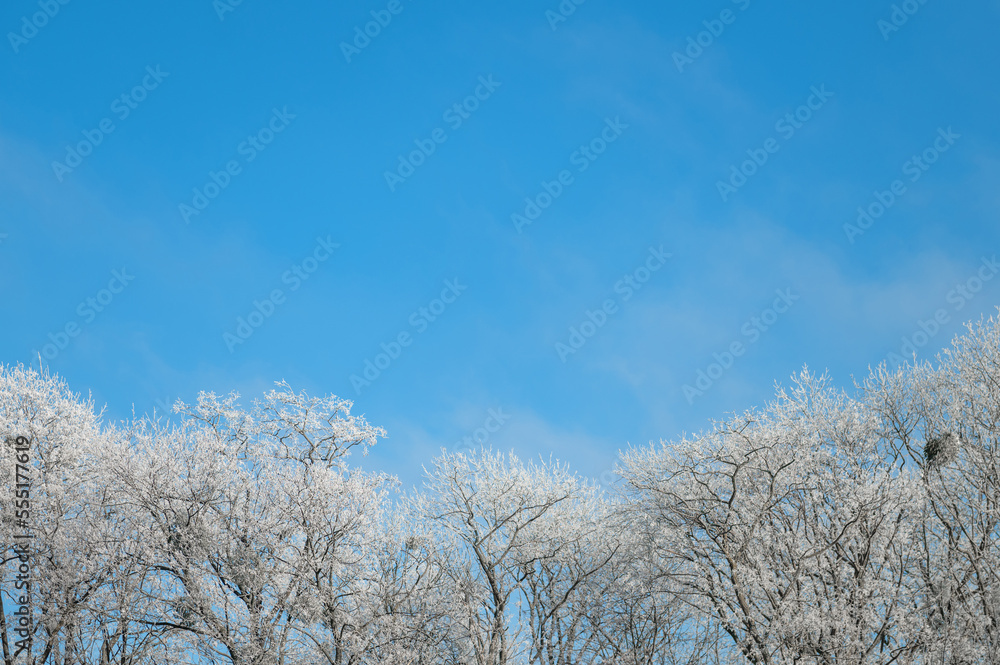 Tops of trees covered with snow against the blue sky. Winter concept