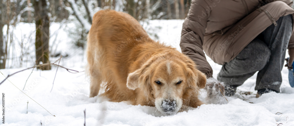 Golden retriever digs in the snow.