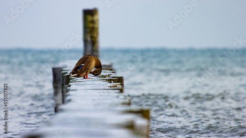 Mallard duck sitting and freezing on wooden shore spurs. Polish seabirds. Birds in the Baltic Sea. The landscape of the Baltic Sea in winter. Wladyslawowo