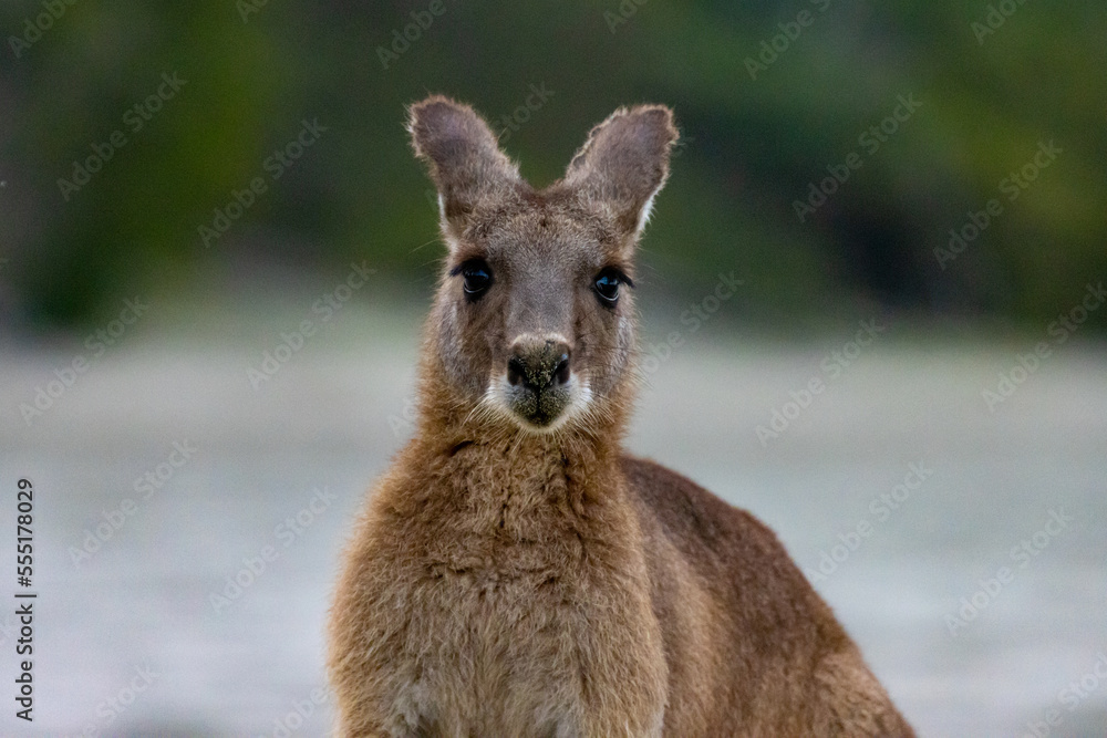 Fototapeta premium Portrait of eastern grey kangaroo feeding on the beach at famous Cape Hillsborough National Park in Queensland, Australia. Australian symbol
