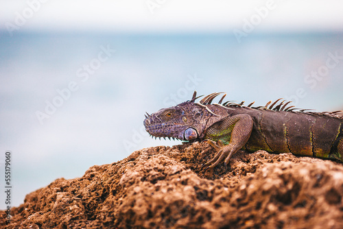 Marine iguana resting on rocky beach and looking away