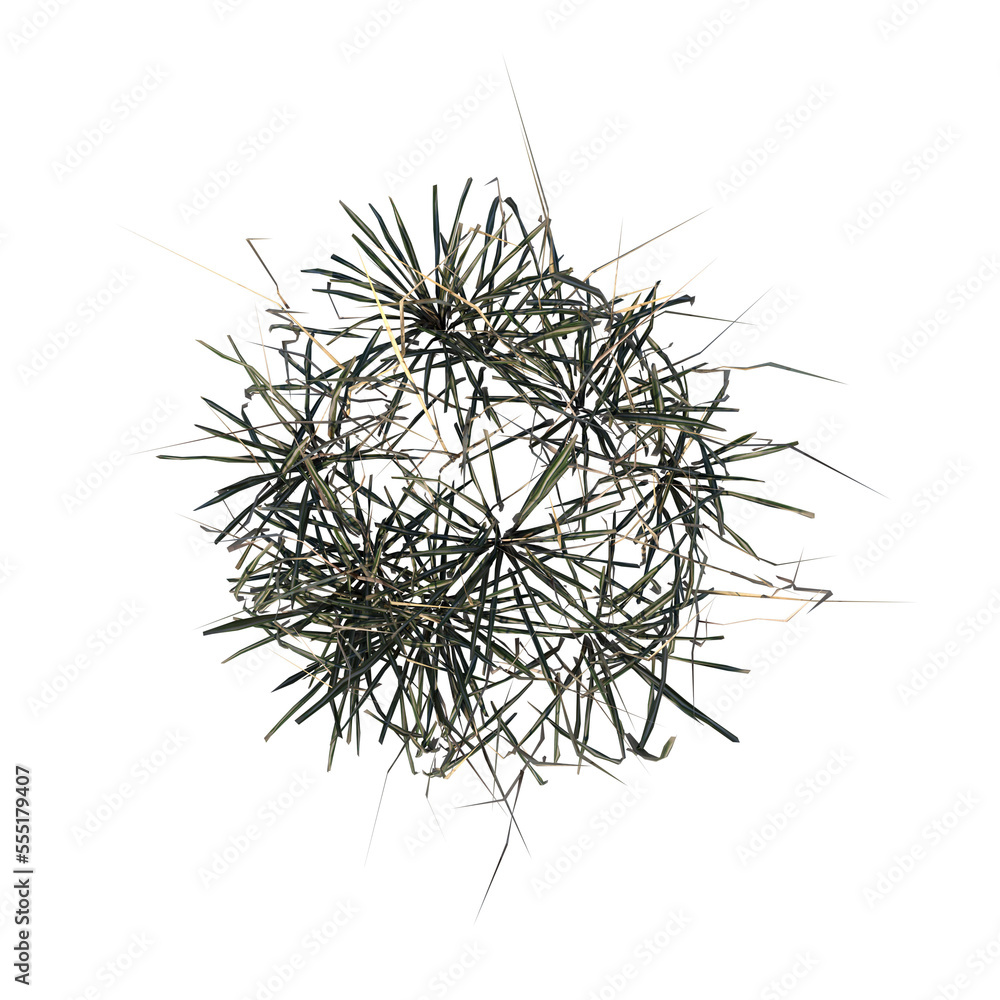 Fototapeta premium Top view of Plant ( Dry Grass Long Lawn 1) Tree png 