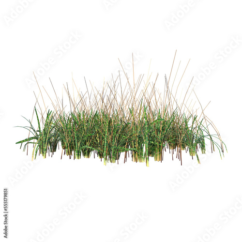 Front view of Plant ( Long Lawn Grass 6) Tree png