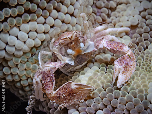 Spotted porcelain crab with eggs (Neopetrolisthes maculatus)