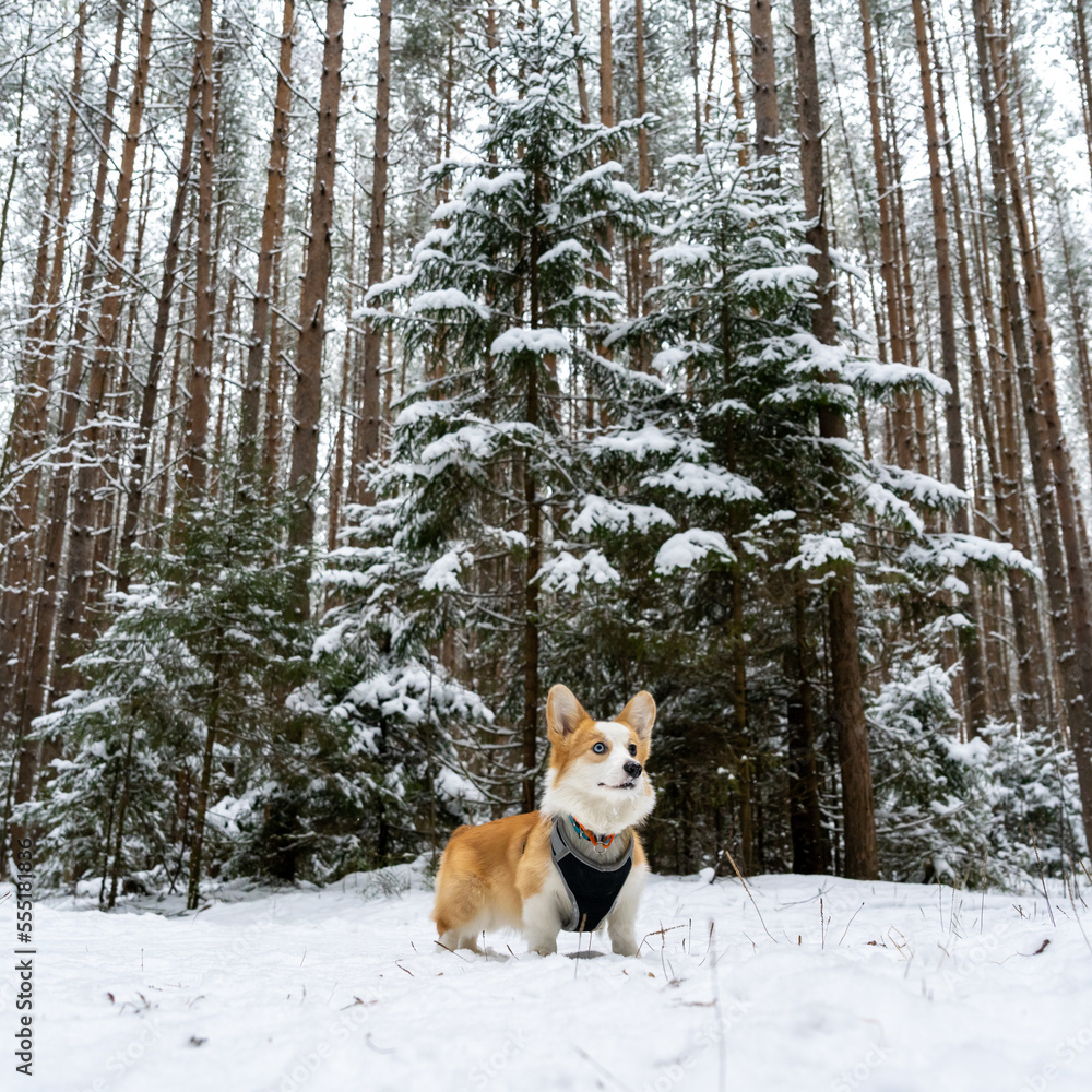 Dog corgi puppy in the winter forest. Dog corgi puppy in the winter forest.