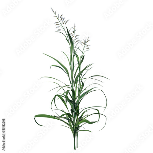 Front view of Plant ( Long Lawn Grass 4) Tree png