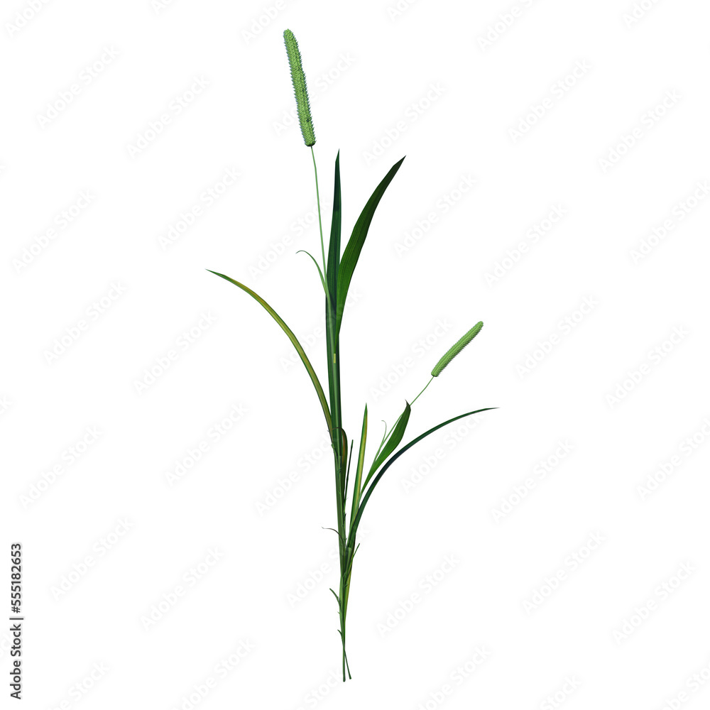 Front view of Plant (Juncus 3) Tree png