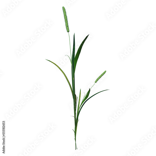 Front view of Plant  Juncus 3  Tree png