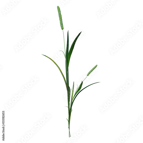 Front view of Plant (Juncus 3) Tree png © Emmanuel Vidal