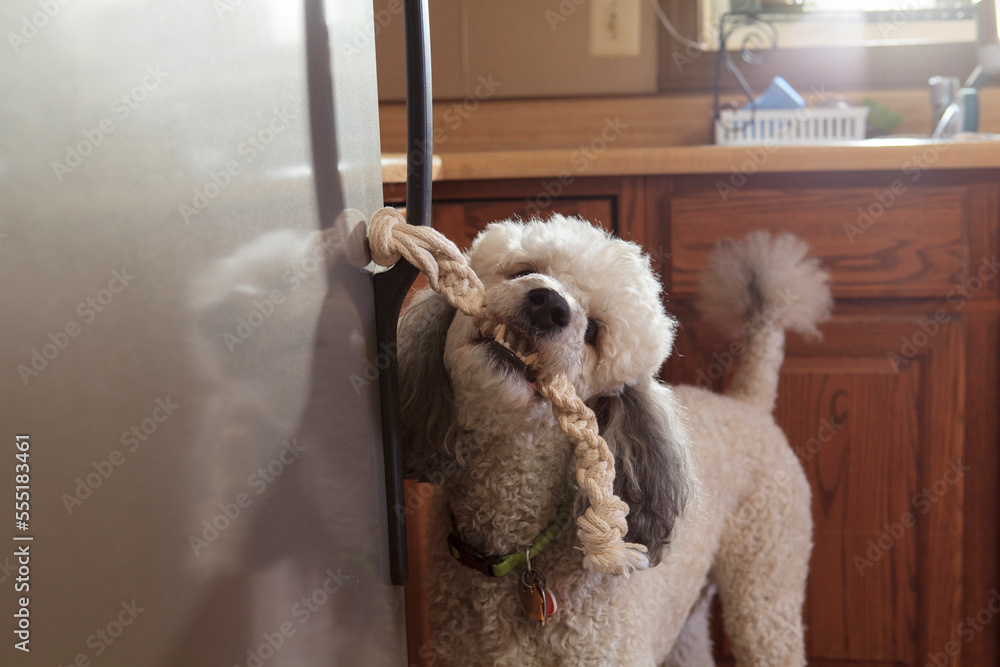 Poodle service dog opening a refrigerator with a handle Poodle service dog opening a refrigerator with a handle