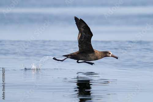 A black-footed albatross runs along the surface of the water during takeoff near Grays Canyon, Washington state. photo