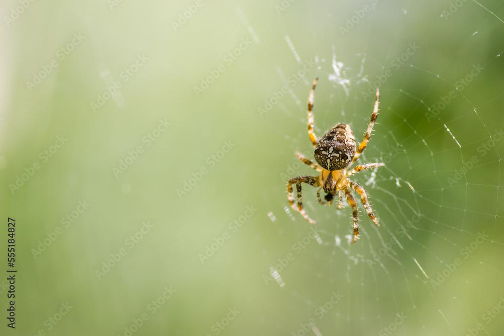 Forest by the Danube river in summer. Spider, Araneus diadematus, in its natural environment. Forest by the Danube river in summer. Spider, Araneus diadematus, in its natural environment.