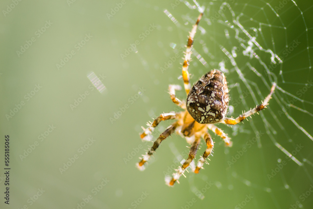 Forest by the Danube river in summer. Spider, Araneus diadematus, in its natural environment. Forest by the Danube river in summer. Spider, Araneus diadematus, in its natural environment.