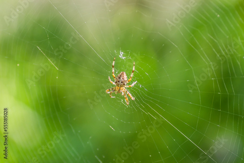 Forest by the Danube river in summer. Spider, Araneus diadematus, in its natural environment.