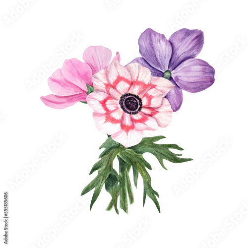 Anemones isolated on a white background. Watercolor illustration. For Valentine day, wedding invitation, birthday and mother day cards, poster, textile design, cover, background
