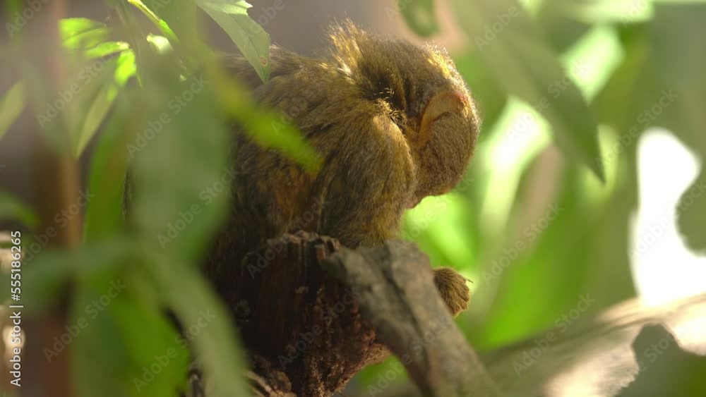 Tiny Portrait Of A Western Pygmy Marmoset Feeding Tiny Portrait Of A Western Pygmy Marmoset Feeding