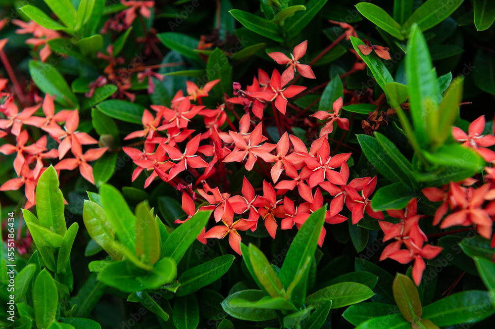 Rubiaceae flower with green leaves background