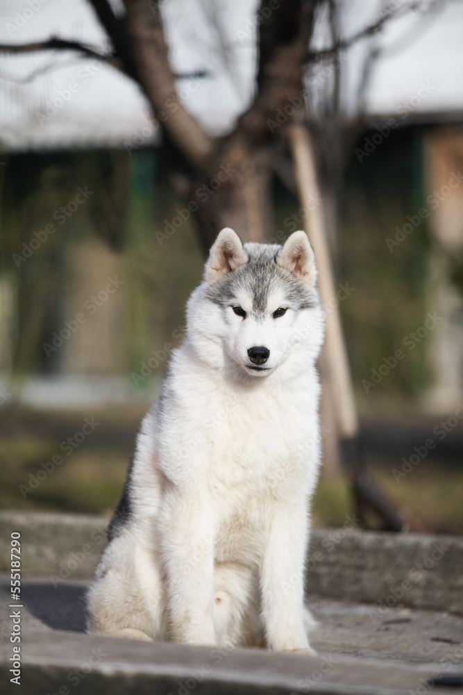 Beautiful siberian husky puppy in the park