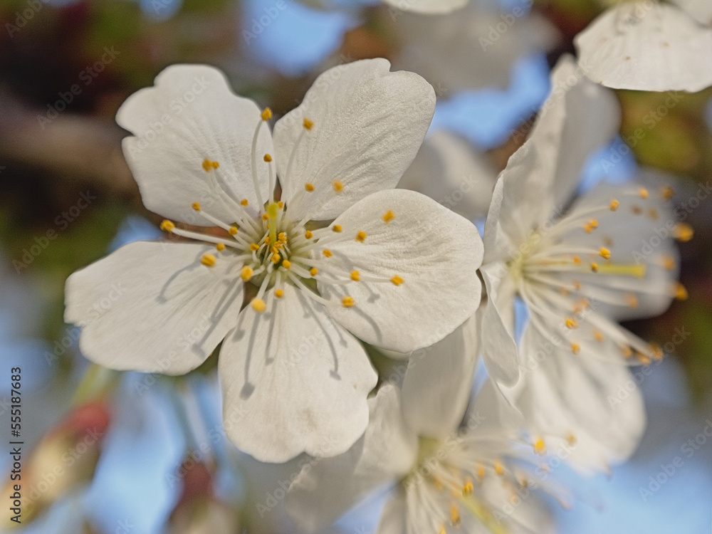 Obraz premium Closeup of blacktorn flowers, selective focus with bokeh background - prunus spinosa